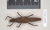CollectionObject 1562258; NHMUK(SF IMPORT DUPLICATE) 845221, 2e85e0dc-ef62-418e-a5ea-79a2710ee2e8: copyright Natural History Museum, London. female (holotype). (CollectionObject).