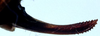 Acilacris (Aroegas) fuscus (Naskrecki, 1996): ovipositor (allotype). (Otu).