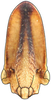 Head: !! display not done !! on Attenuipyga (Dorycara) Emeljanov, 1966: Attenuipyga platyrhyncha, face (INHS). (Observation).