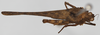 CollectionObject 1577228; d84caddf-8d94-4458-bfbd-ff582128d96e: male, dorsal view (syntype). (CollectionObject).