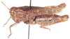 Calliptamicus antennatus (Kirby, 1902): lateral view. (Otu).