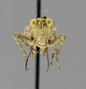 CollectionObject 1590286; 85f651ed-64e1-474e-a4ff-a20968bb0b55: male, frontal view. (CollectionObject).