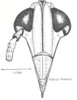 Head on [Delphax] conspicua Horváth, 1904: (Observation).