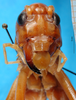 CollectionObject 1500212; 296b077e-de88-44dd-9f9c-02b3e9345612: male, frontal view (syntype). (CollectionObject).
