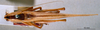 CollectionObject 1506721; 8db43aef-91f4-4c15-81f1-addc7b79763c: male, dorsal view (holotype). (CollectionObject).