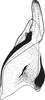 Stylus: !! display not done !! on Ophiolix paludosus (Boheman, 1845): Stylus. (Observation).