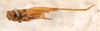 CollectionObject 1523744; 3fac1c77-325b-4392-b4ee-76d2554f09a3: male, ventral view (holotype). (CollectionObject).
