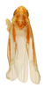 Habitus, dorsal view on Erythridula celebrata (Johnson, 1935): Habitus (holotype, OSU collection). (Observation).