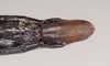 CollectionObject 1559939; NHMUK(SF IMPORT DUPLICATE) 845283, ffe8ccdc-bd45-469a-a9cd-2cf4a2ee2091: copyright Natural History Museum, London. female: end of abdomen, ventral view of Anisomorpha semele (holotype). (CollectionObject).