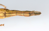 CollectionObject 1591896; acb19454-91fe-4db1-8508-ffc928ca2afd: copyright USNM, Washington. female end of abdomen, dorsal view (paratype). (CollectionObject).;CollectionObject 1591897; d1971875-9839-4678-8b9d-2ea18fbdd7eb: copyright USNM, Washington. female end of abdomen, dorsal view (paratype). (CollectionObject).