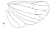 Hind wing: (Observation).