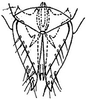 Subgenital plate: !! display not done !! on Graminella sonora (Ball, 1900): genital capsule, ventrally. (Observation).