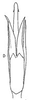 Aedeagus, ventral view on Cumora (Cumora) parallelocornis (Linnavuori, 1955): Aedeagus, ventral view. (Observation).