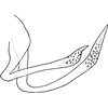 Anal tube processes: Anal tube processes. (Observation).
