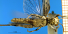 CollectionObject 1505371; bb6e7dbb-0a04-428e-8c6f-3803ae6de608: holotype. male, ventral view. (CollectionObject).