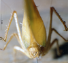CollectionObject 1537328; EMBT 3226206, 9c940658-0639-4135-9486-b221c8544bf4: male cerci. (CollectionObject).