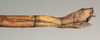 CollectionObject 1559559; NMW 907, 4aa46df5-20ae-4a4f-884a-f7a83eca885b: copyright NMW, Vienna. female Paramyronides perakensis: end of abdomen, lateral view (lectotype). (CollectionObject).