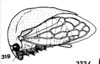 Habitus, lateral view: !! display not done !! on Stictocephala lutea (Walker, 1851): (Observation).