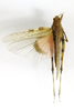 CollectionObject 1564902; 1b154c8f-1424-4ef1-84c2-b9a7a4f8a1c3: female, dorsal view (neotype of Mioscirtus varentzowi). (CollectionObject).