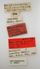 CollectionObject 1504680; 66fe68bf-cd17-4acd-8382-f30e3a318921: © Hojun Song. male, labels (holotype of Monistria vinosa excelsa). (CollectionObject).