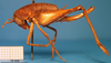 CollectionObject 1538273; dbad6e67-402f-4beb-954d-6aec423afad1: female, lateral view (holotype). (CollectionObject).