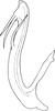 Aedeagus, lateral view on Aguriahana paivana (Distant, 1918): Aedeagus, lateral view. (Observation).