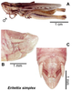 Eritettix simplex (Scudder, 1869): (Otu).