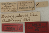 CollectionObject 1535137; 3f717f7a-fe46-4829-83d3-ae3d77d9d543: labels (holotype). (CollectionObject).