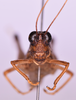 CollectionObject 1585710; 395bcc8d-7c45-4fcf-b524-e4b94aa198cd: female, frontal view (paratype). (CollectionObject).