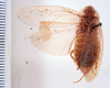 Epilampra jorgenseni (Rehn, 1913): Photo taken by Heidi Hopkins. (Otu).