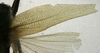 CollectionObject 1535917; 79e04f77-f881-4dab-b6d2-3e0663f30d90: female wings (allotype). (CollectionObject).
