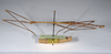 CollectionObject 1557084; 9f57a91c-979a-4fb3-8cf1-913c3e484d12: copyright ANSP. male, lateral view (syntype). (CollectionObject).;CollectionObject 1557085; 226e9b18-2662-4031-b06a-ae31c71a0fda: copyright ANSP. male, lateral view (syntype). (CollectionObject).