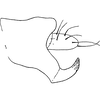 Anal tube processes: !! display not done !! on Agallia consobrina Curtis, 1833: Anal tube process. (Observation).