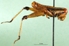 CollectionObject 1501084; 5079927a-ee32-4748-a22e-493e0684c715: male, lateral view (holotype). (CollectionObject).