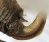 CollectionObject 1539799; 06d10633-24b9-4b22-95b2-13e7711f824e: female ovipositor (holotype) - http://coldb.mnhn.fr/catalognumber/mnhn/eo/ensif802. (CollectionObject).