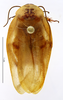 CollectionObject 1587336; MNHN(SF IMPORT DUPLICATE) MNHN-EP-EP1364, 9652833e-d302-44cc-8ff1-a317336c1fb5: CC BY-NC-ND 4.0/MNHN - Depraetere Marion - 2014. Paratype, male, of incisura Grandcolas, 1994. Specimen number: MNHN-EP-EP1364. http://coldb.mnhn.fr/catalognumber/mnhn/ep/ep1364. (CollectionObject).