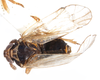Habitus, dorsal view on Delphacodes audrasi Ribaut, 1954 now Delphacodes mulsanti (Fieber, 1866): (Observation).