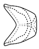 Connective on Coarctana striata Domahovski & Cavichioli, 2023: Male holotype [DZUP]: connective, dorsal view. (Observation).