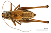 CollectionObject 1575327; 81b604da-8add-453a-b0c9-f90dfea68110: male, dorsal view. (CollectionObject).