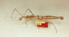 CollectionObject 1561333; 83e3d7a8-8e02-4d56-ba4a-671de8458a40: copyright Oliver Zompro. female (holotype). (CollectionObject).