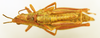 CollectionObject 1518445; 902c32aa-93f2-4d8b-8ec1-eadac4bfc3bb: male and female, dorsal view (holotype and paratype). (CollectionObject).