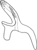 Aedeagus, lateral view: Aedeagus, lateral view. (Observation).