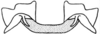 Clematodina eckardtiana Günther, 1940: Fig. 9. male, epiphallus, cephalic view. (Otu).