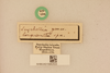 CollectionObject 2066582; a4d45254-bf34-4c59-a5ae-4e9b7a83efd6, NHMUK015982503: labels (syntype). (CollectionObject).