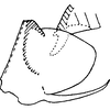 Pygofer, lateral view on Distantasca barawa (Dworakowska, 1981): Genital capsule, lateral view. (Observation).