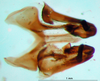 CollectionObject 1502459; 531e9e26-8bab-4b02-aa3a-339814bcab55: phallic complex, ventral view (paralectotype). (CollectionObject).
