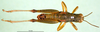 CollectionObject 1501310; 30703f03-b6fa-4b74-a97f-f931a473c655, DORSA BA000875S01: male, dorsal view (holotype). (CollectionObject).