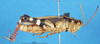 CollectionObject 1580220; 958cdfcb-b0a6-430c-a148-2e29977d9c83: male, lateral view (paralectotype). (CollectionObject).