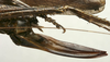 CollectionObject 1535957; cddf7e57-cbd4-435c-8c56-8686c81349e3: female ovipositor (syntype). (CollectionObject).