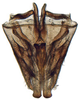 Connective on Paradorydiina Evans, 1937: Paradorydium quadrigonum, pygofer, ventrally (INHS). (Observation).